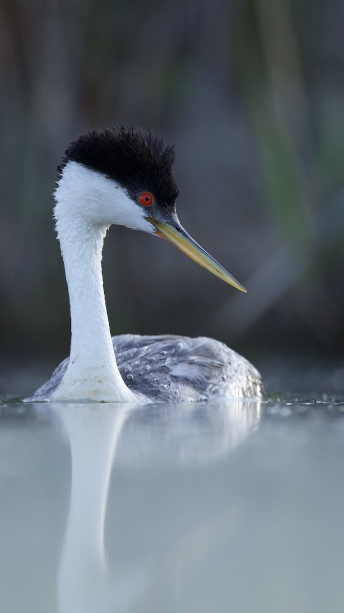 Western Grebe - ML638740394