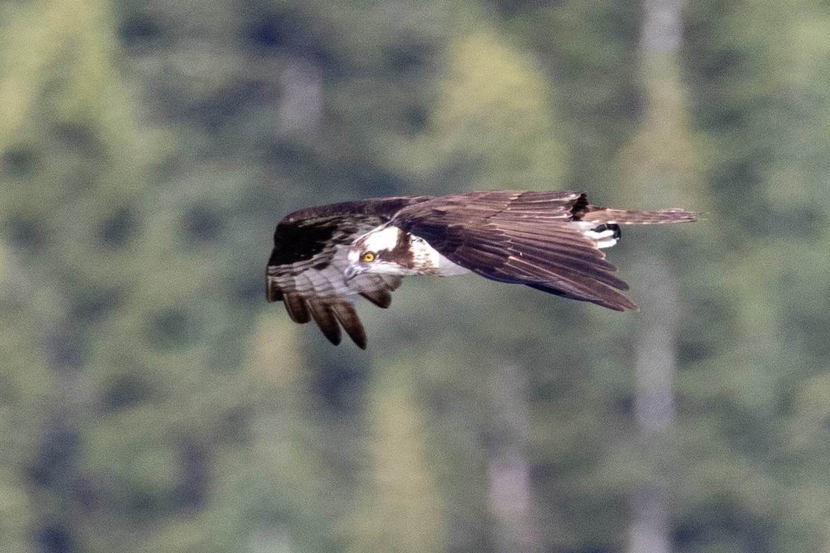 Osprey - ML638740395