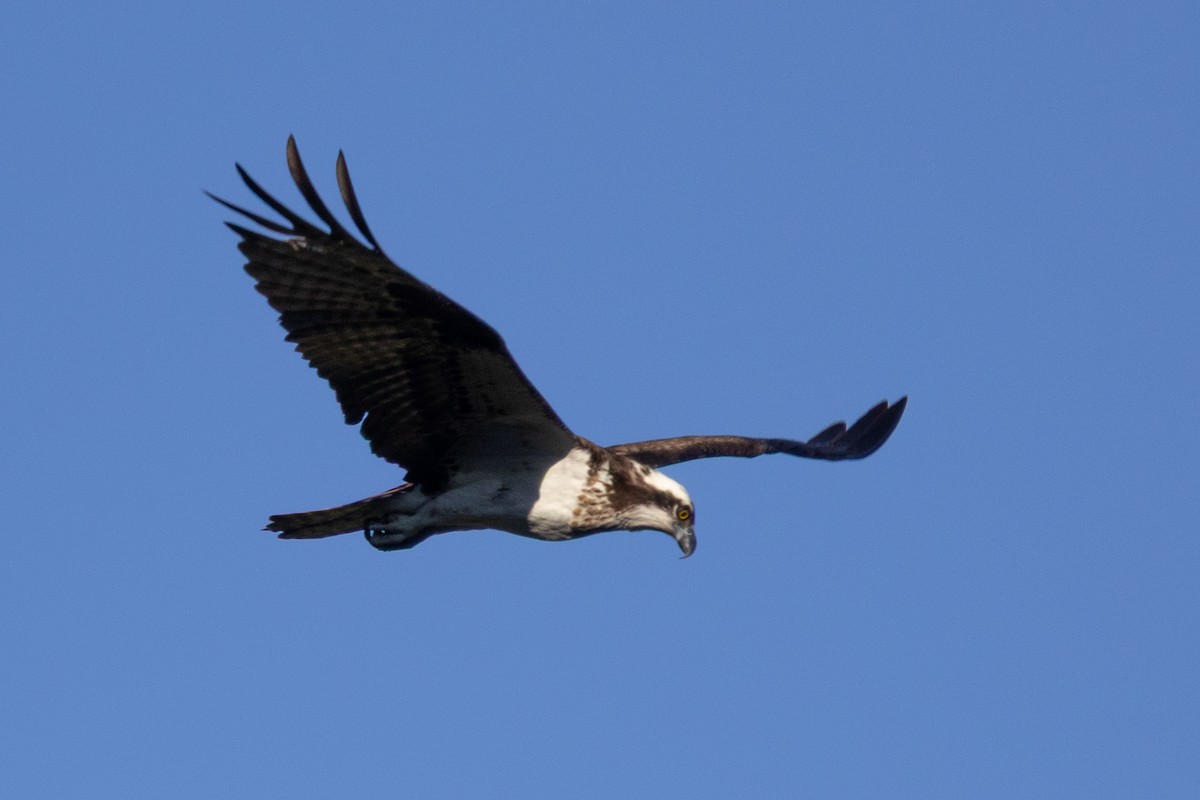 Osprey - ML638740396
