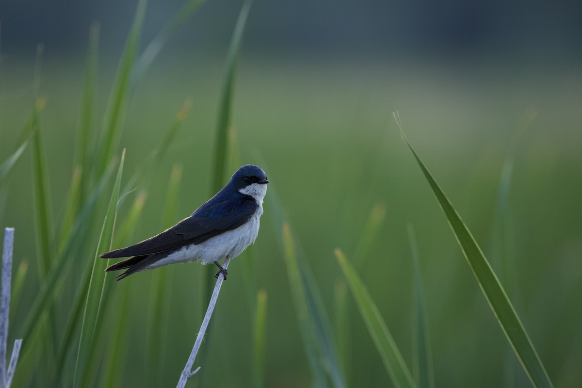 Tree Swallow - ML638740436