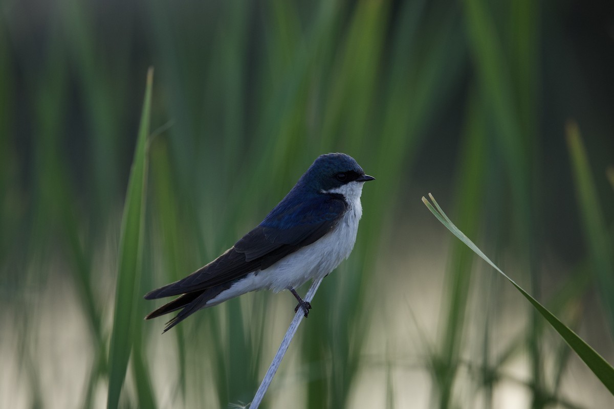 Tree Swallow - ML638740437