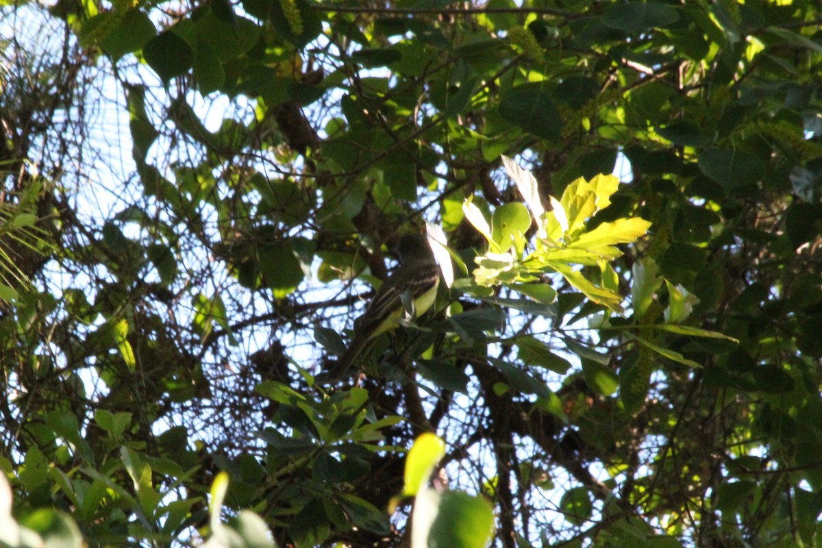 Great Crested Flycatcher - ML638740439