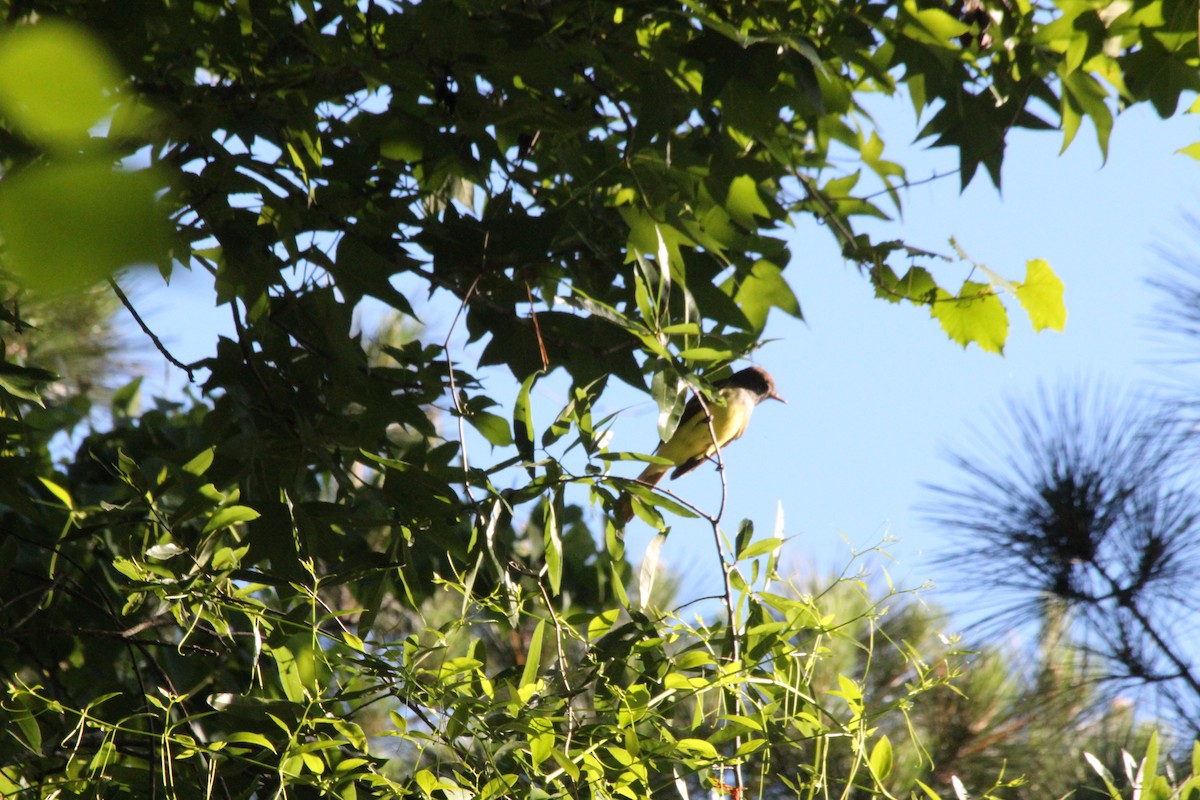 Great Crested Flycatcher - ML638740441