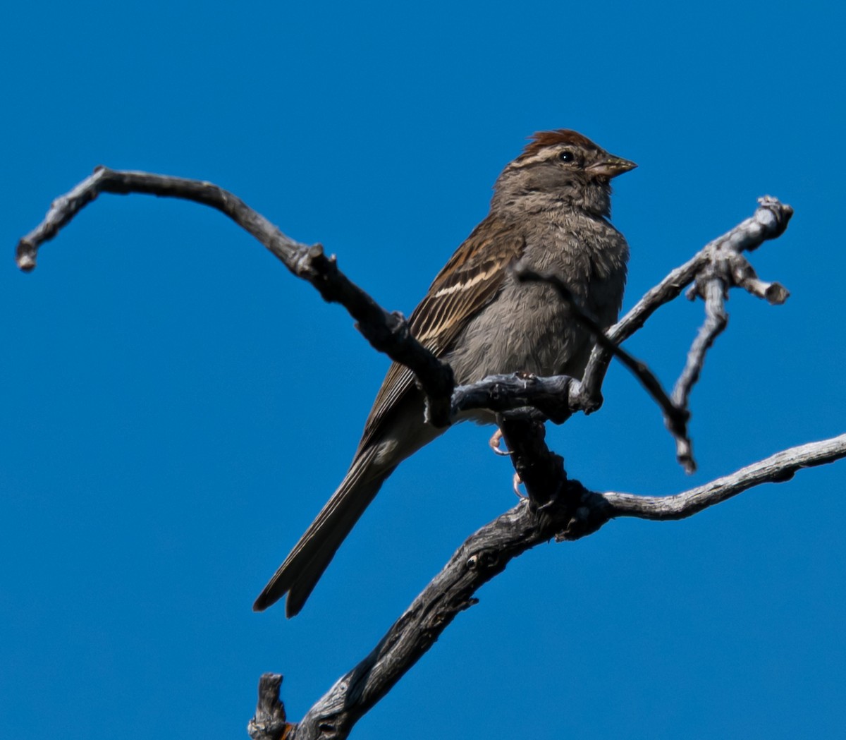 Chipping Sparrow - ML638740450