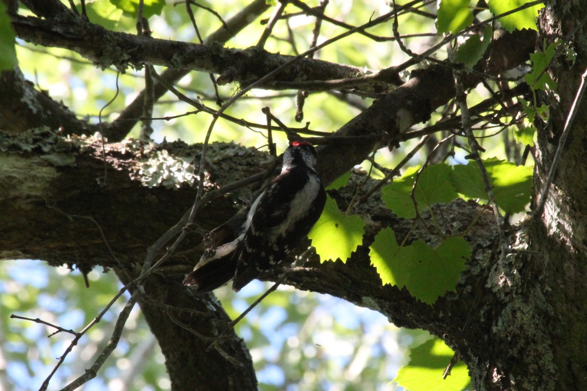 Downy Woodpecker - ML638740451