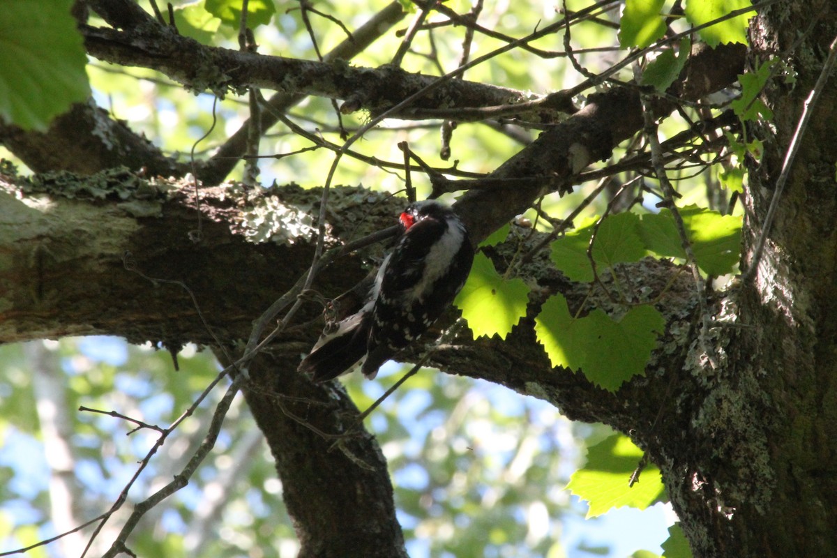 Downy Woodpecker - ML638740452