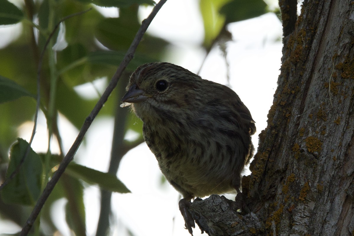 Song Sparrow - ML638740453