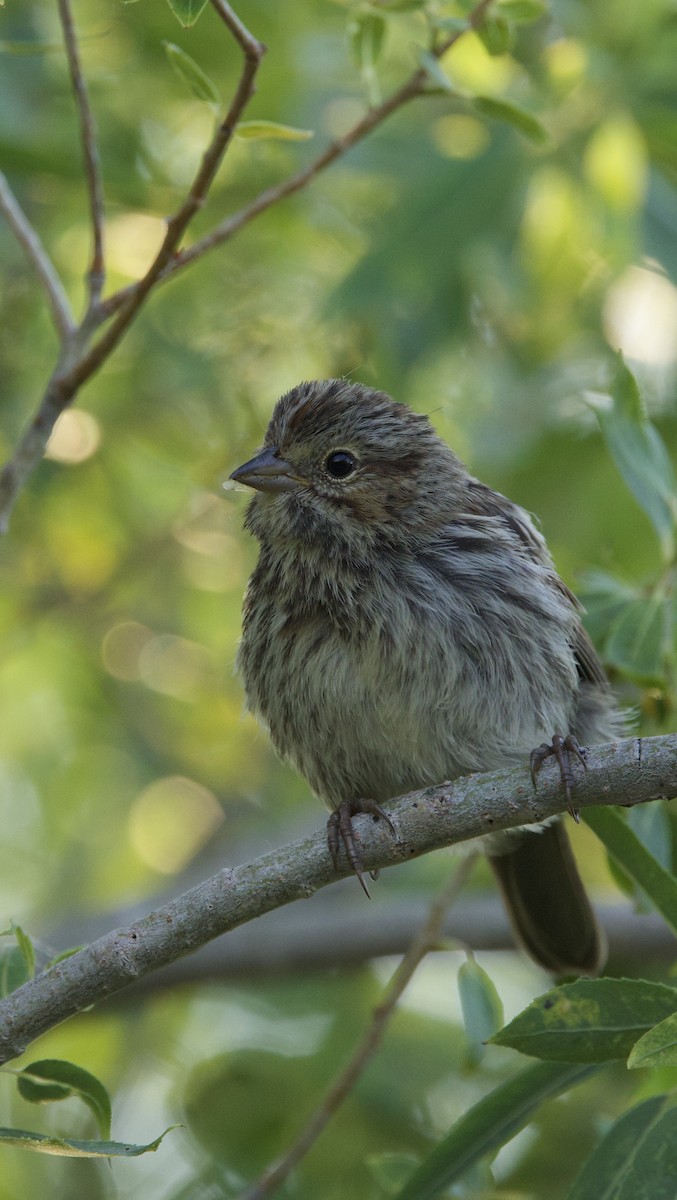 Song Sparrow - ML638740454