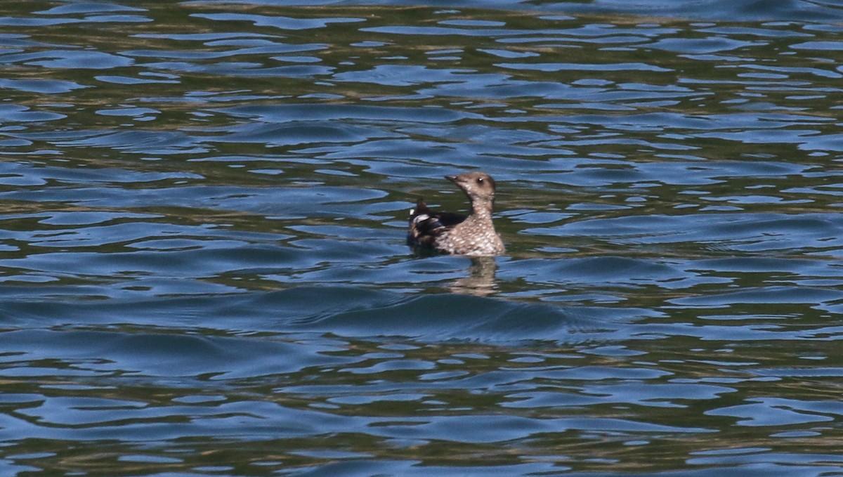 Marbled Murrelet - ML638740464