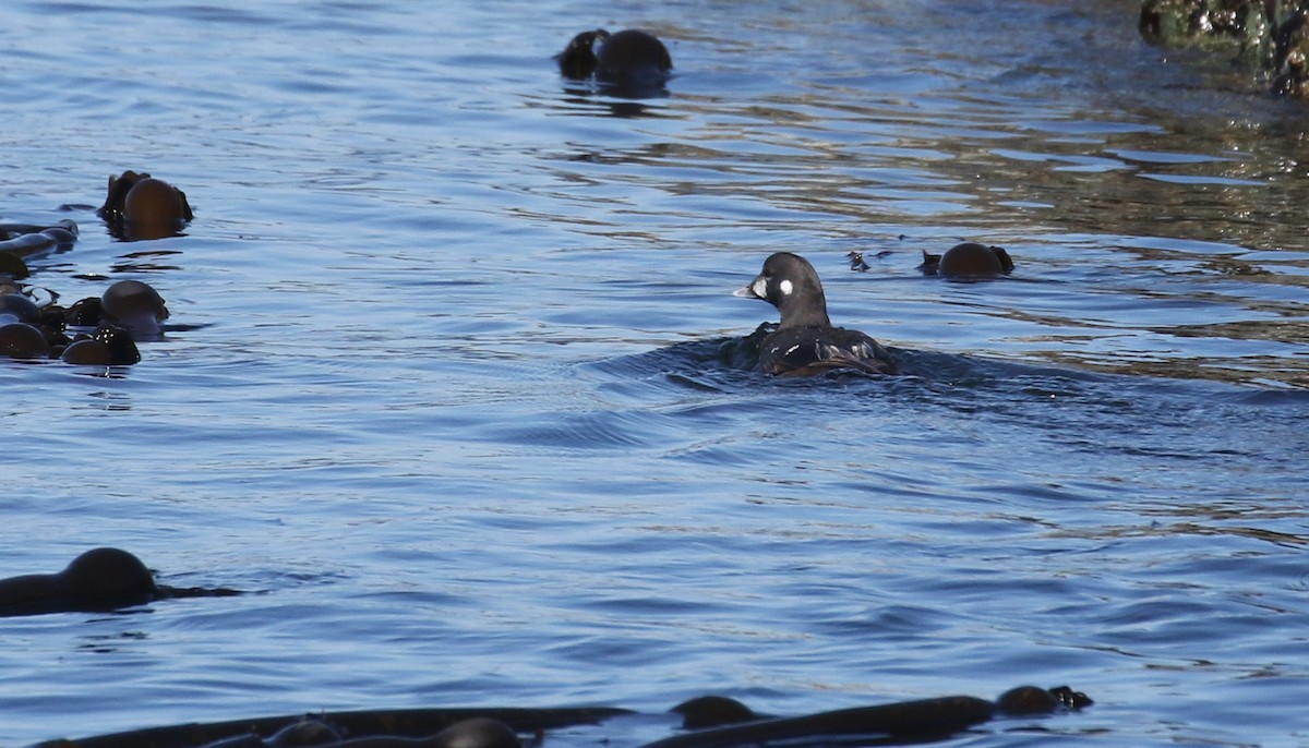 Harlequin Duck - ML638740466