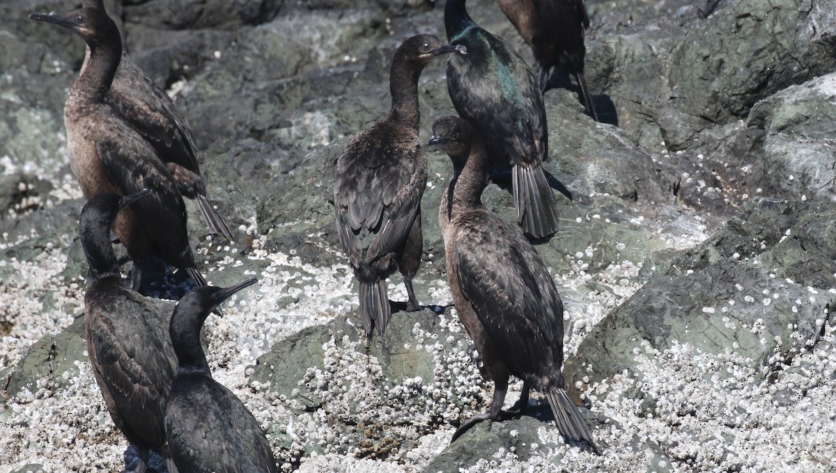 Brandt's Cormorant - ML638740467