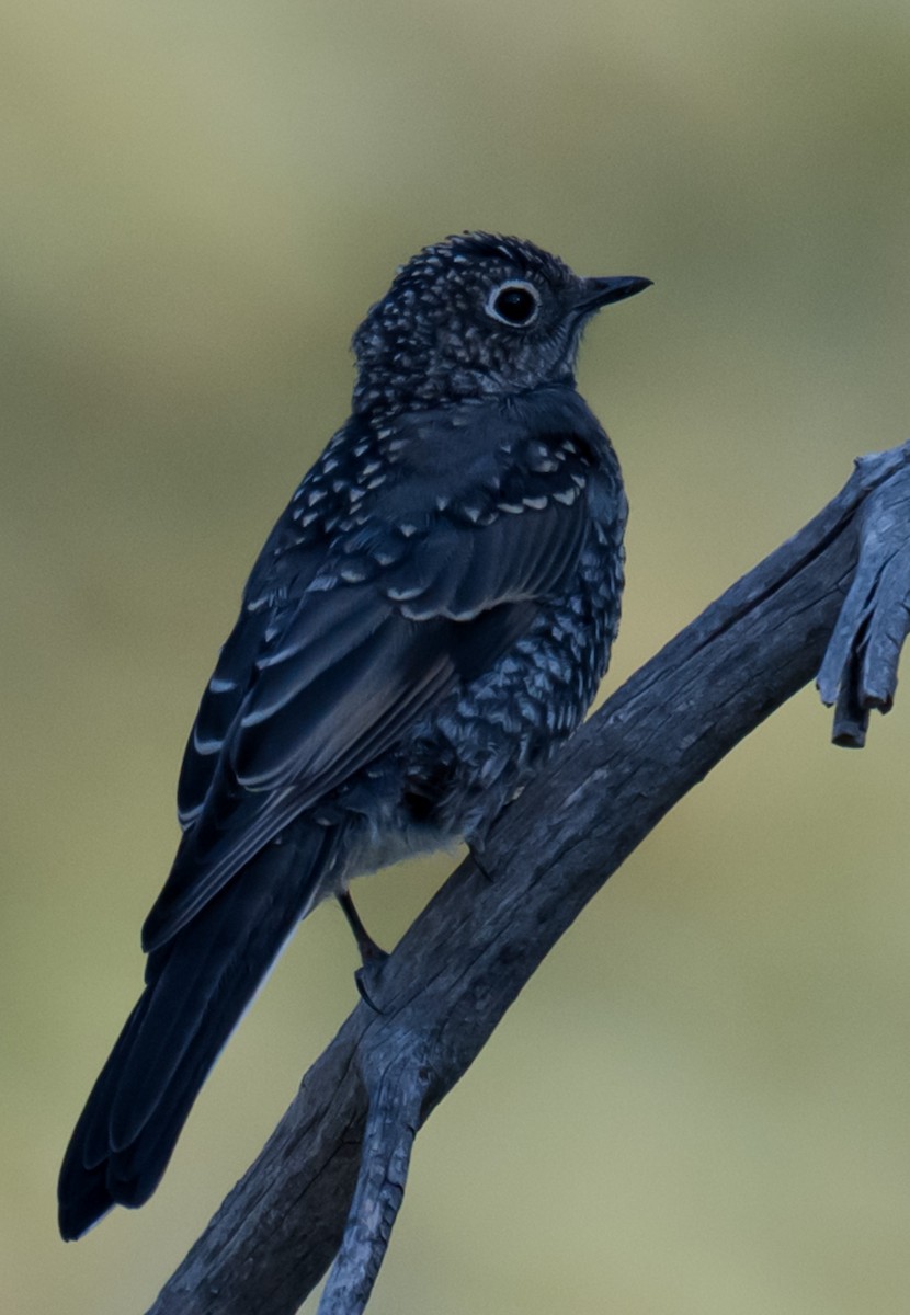 Townsend's Solitaire - ML638740468