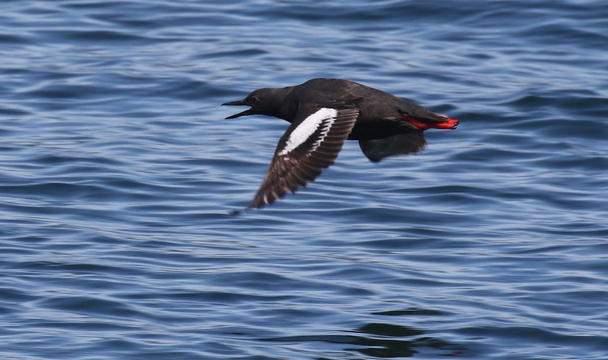 Pigeon Guillemot - ML638740470