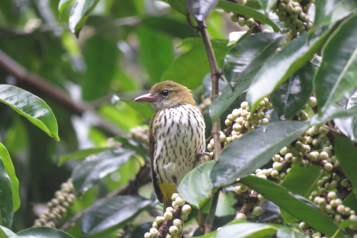 Ventriloquial Oriole - ML638740471