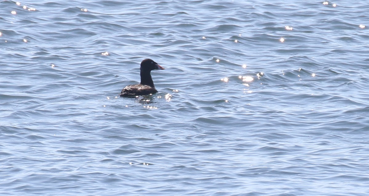Surf Scoter - ML638740473