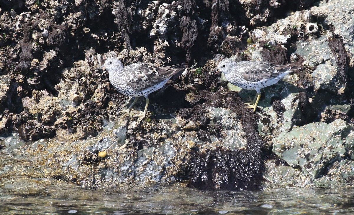 Surfbird - ML638740475