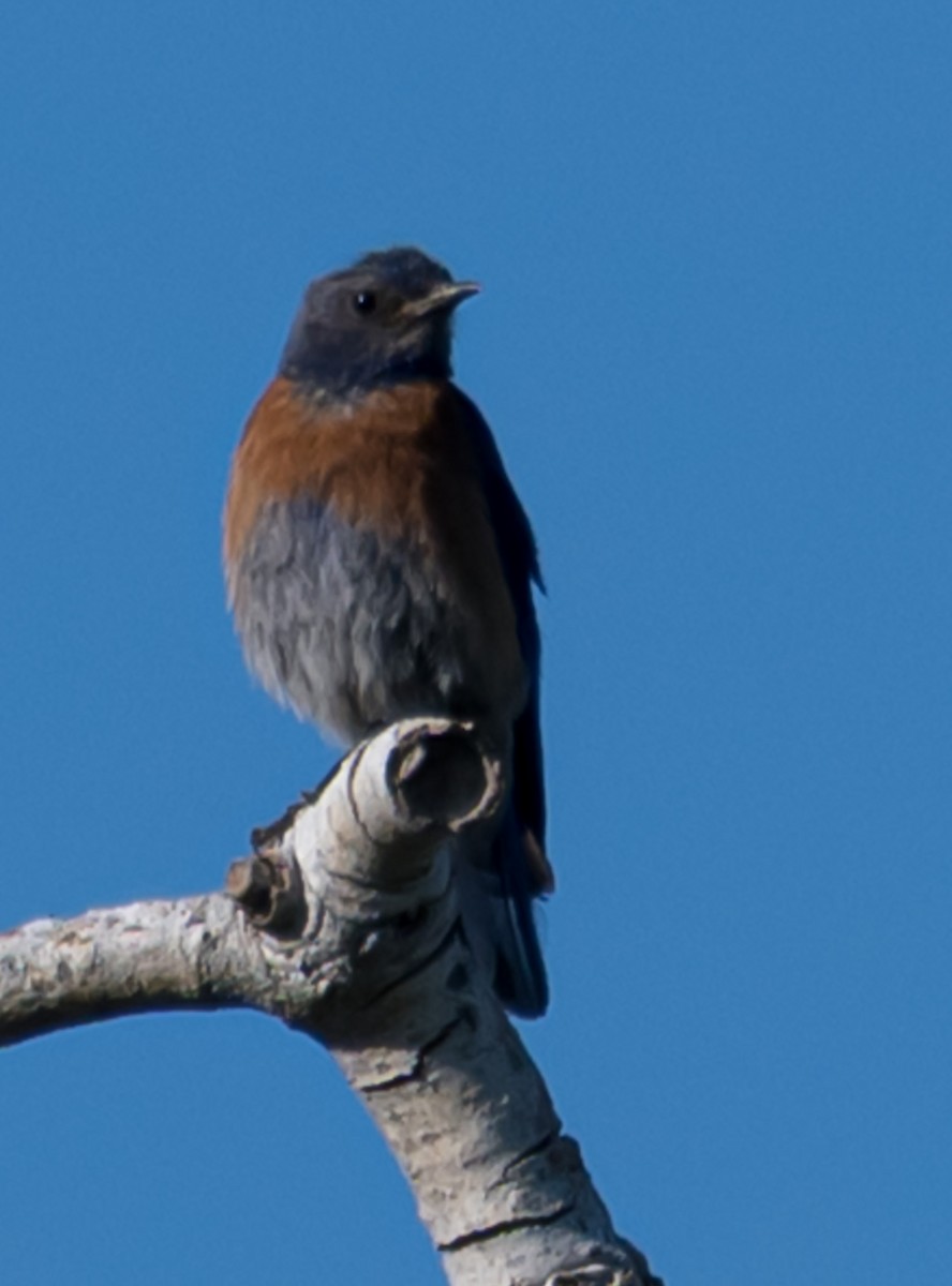Western Bluebird - ML638740481