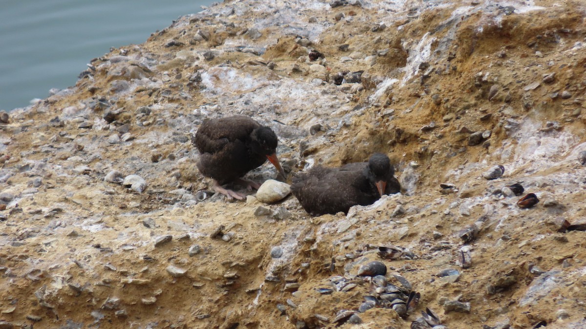 Black Oystercatcher - ML638740482