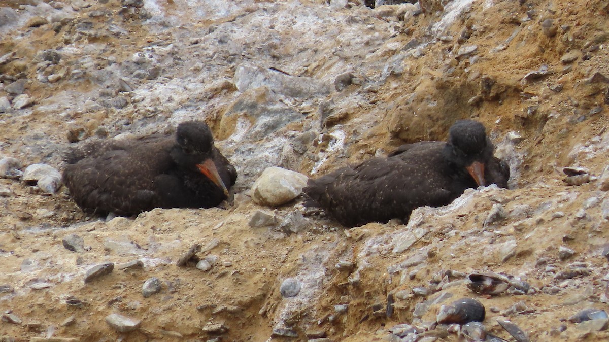 Black Oystercatcher - ML638740483