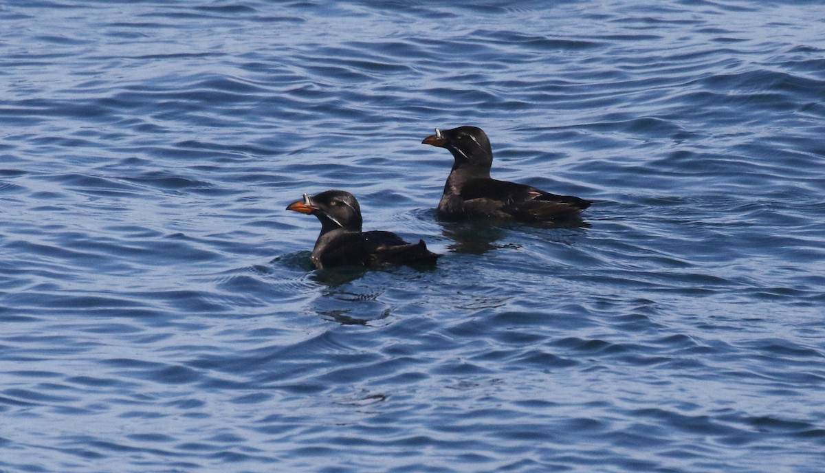 Rhinoceros Auklet - ML638740484