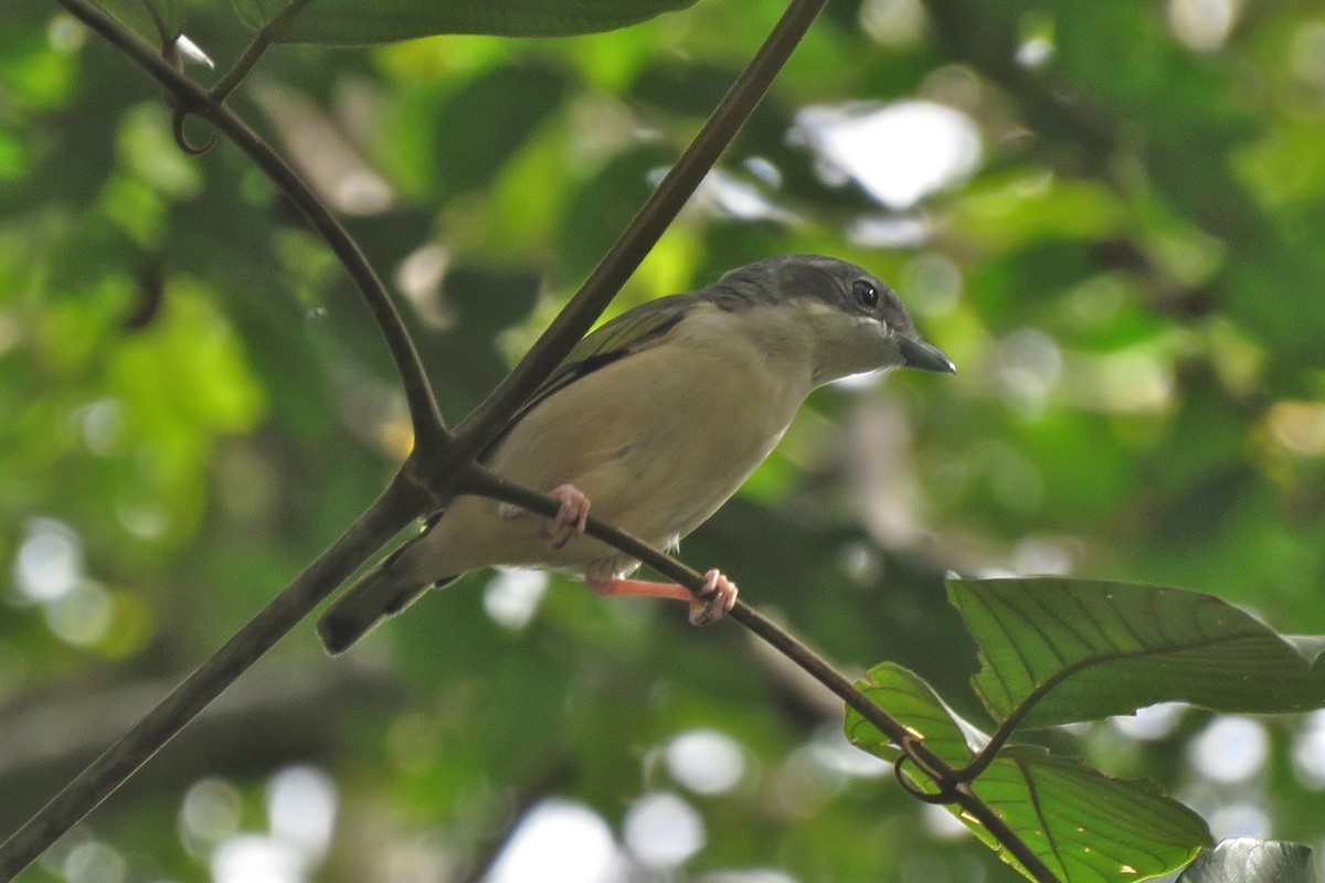 White-browed Shrike-Babbler - ML638740503