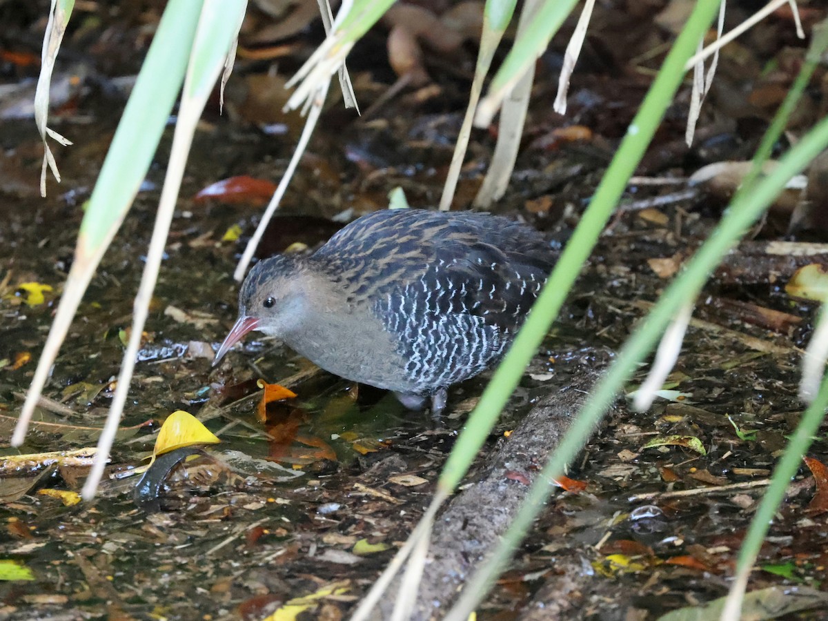 Lewin's Rail - ML638740506