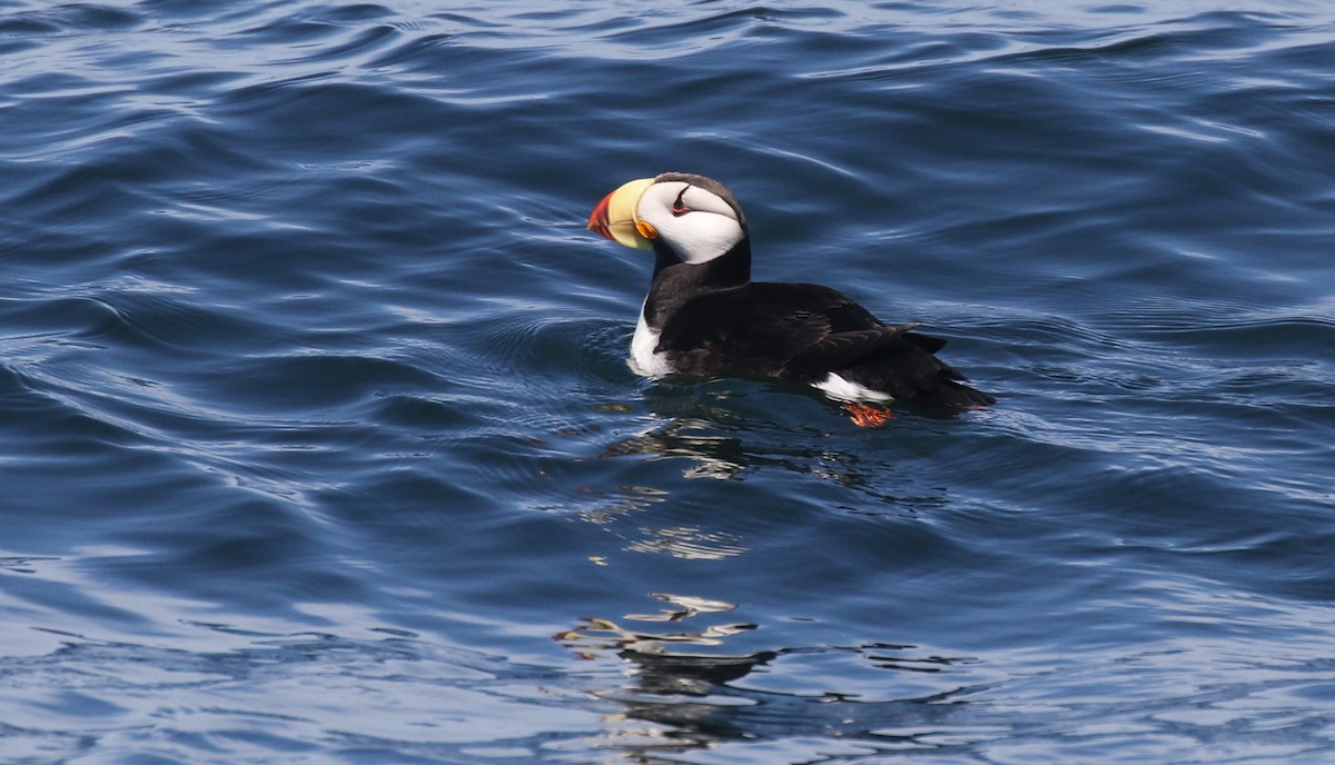 Horned Puffin - ML638740508