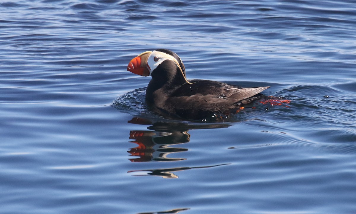 Tufted Puffin - ML638740511