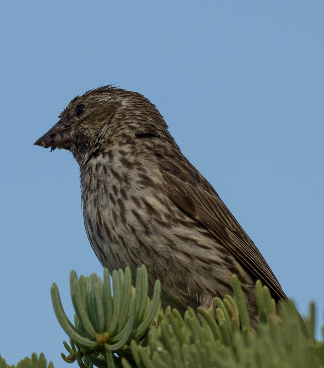 Cassin's Finch - ML638740512