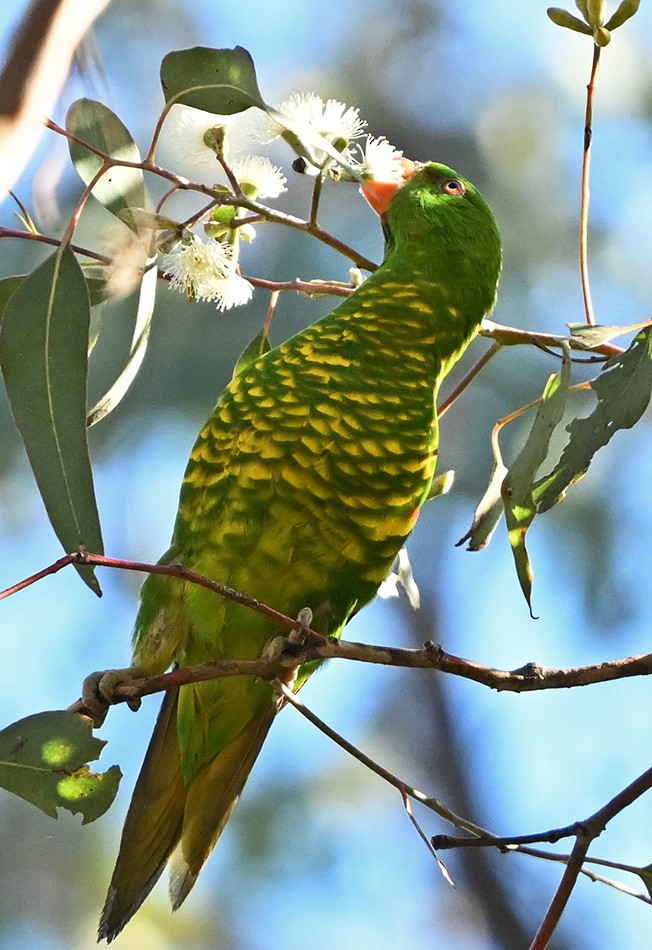 Scaly-breasted Lorikeet - ML638740521