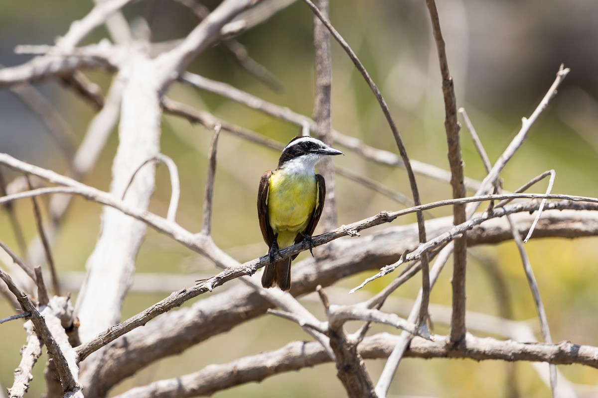 Great Kiskadee - ML638740526