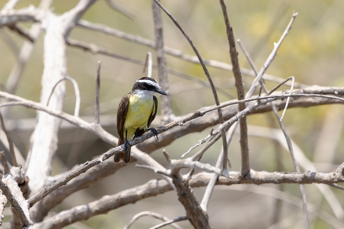 Great Kiskadee - ML638740528