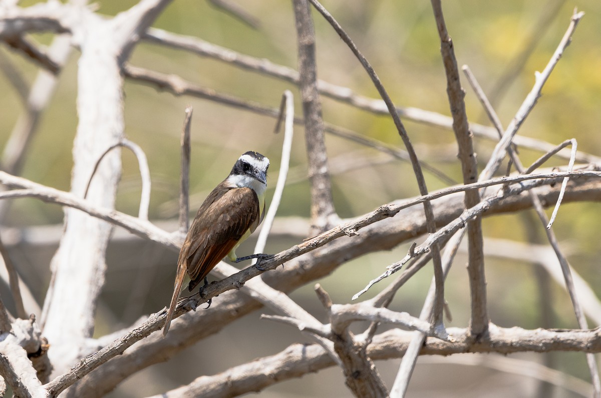 Great Kiskadee - ML638740529