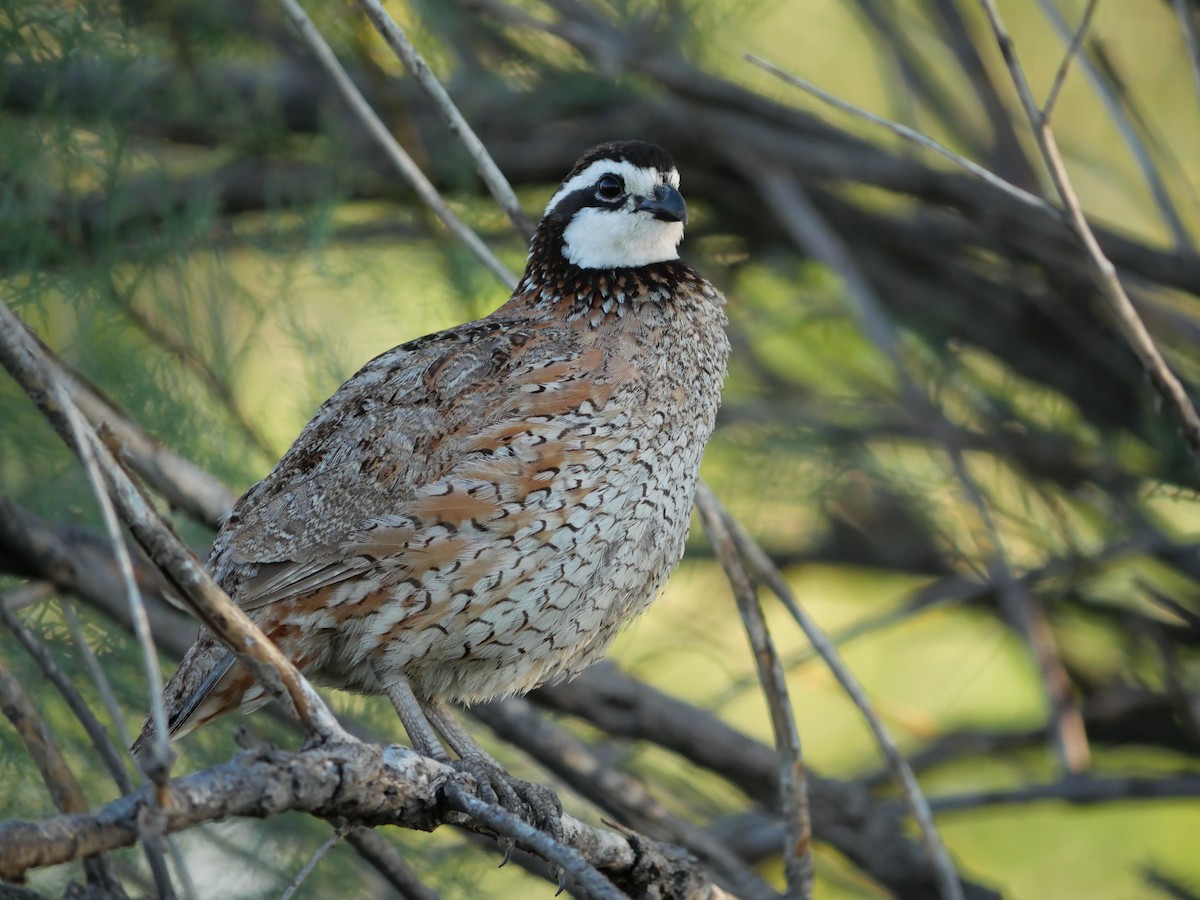 Northern Bobwhite - ML638740534