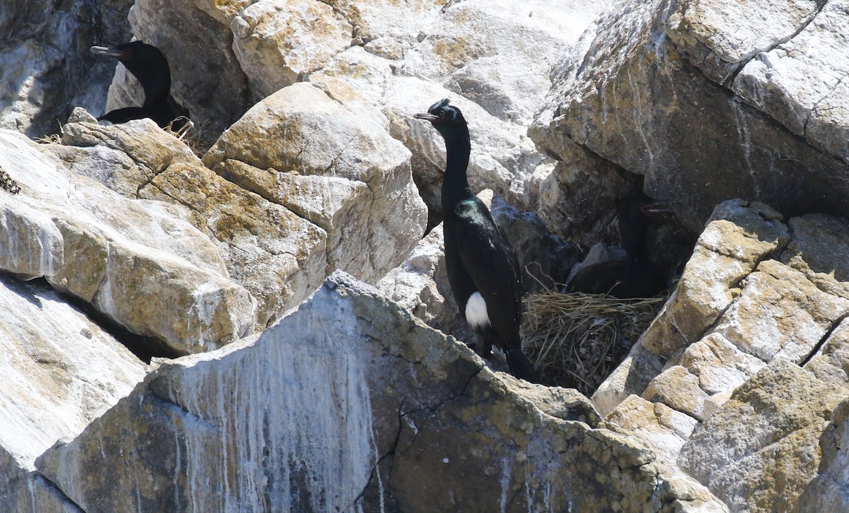 Pelagic Cormorant - ML638740535