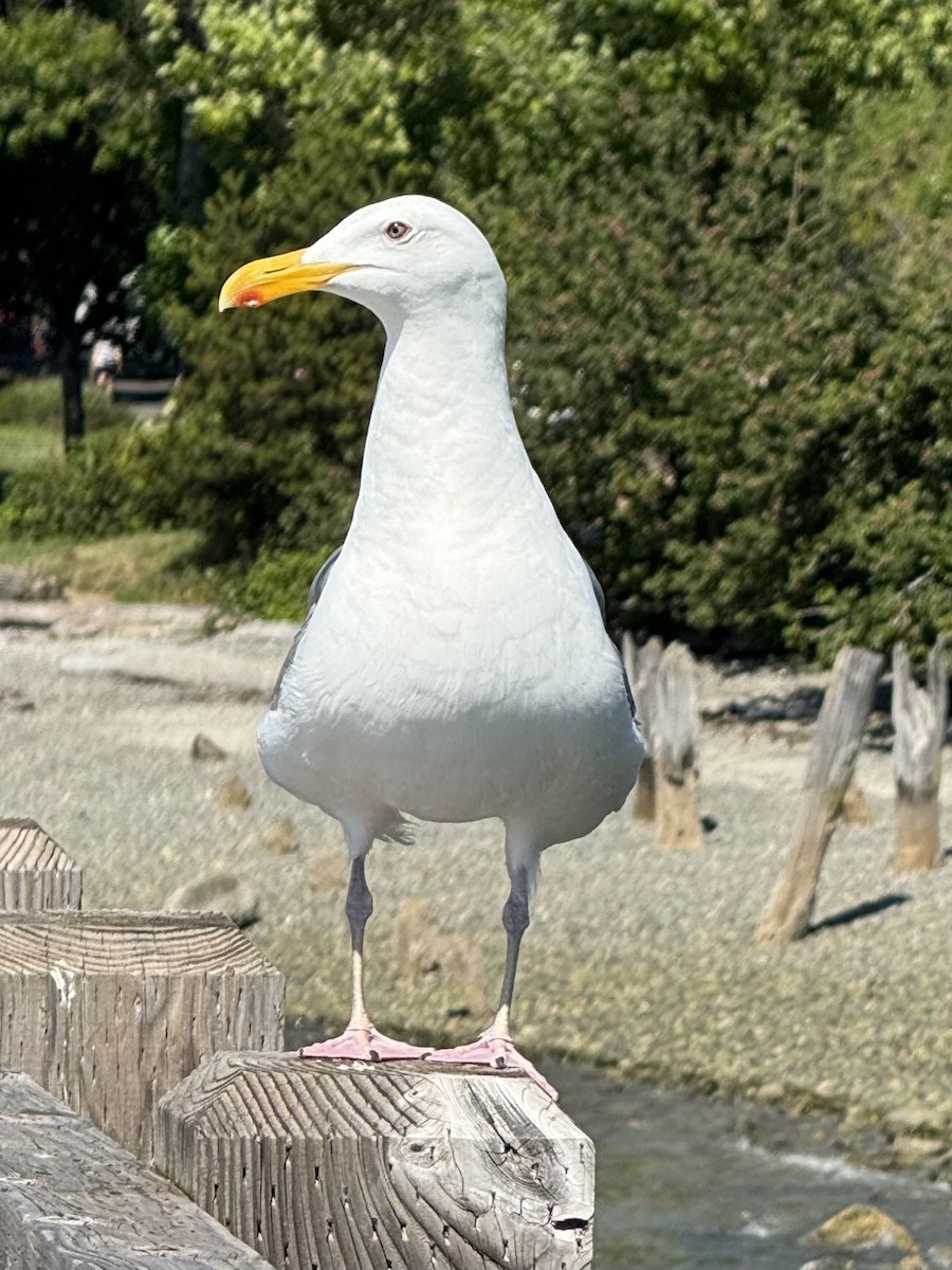 gull sp. - ML638740547