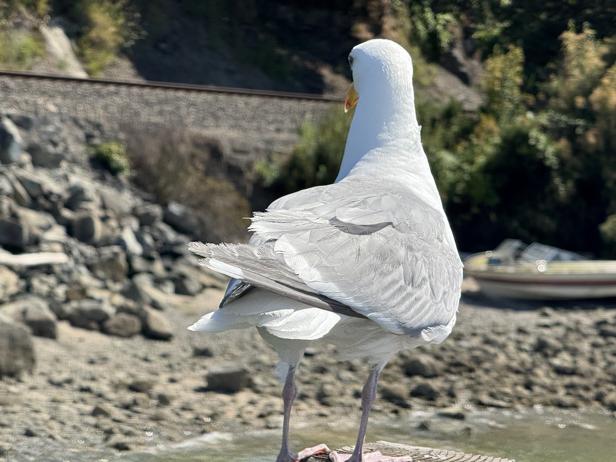 gull sp. - ML638740548