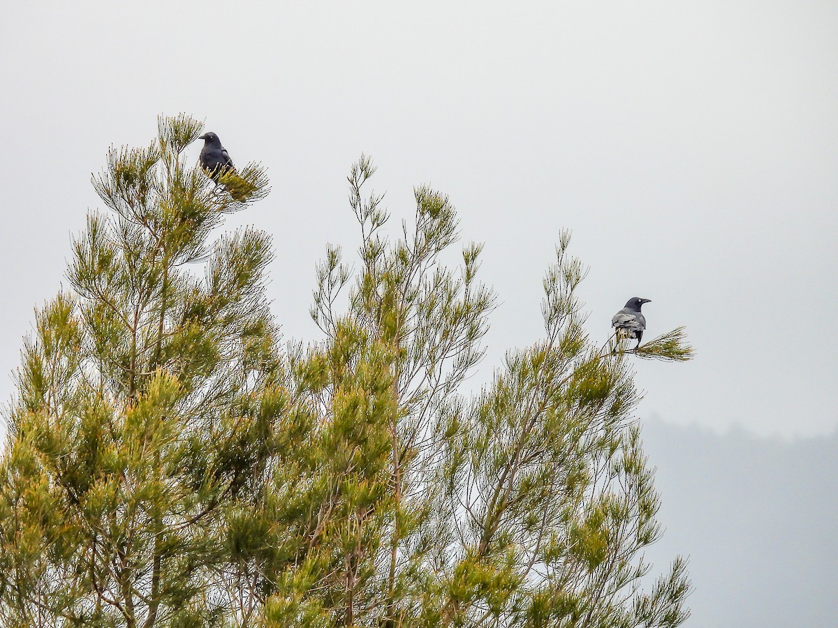 Little Raven - ML638740552