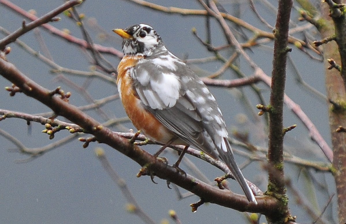 American Robin - ML638740555