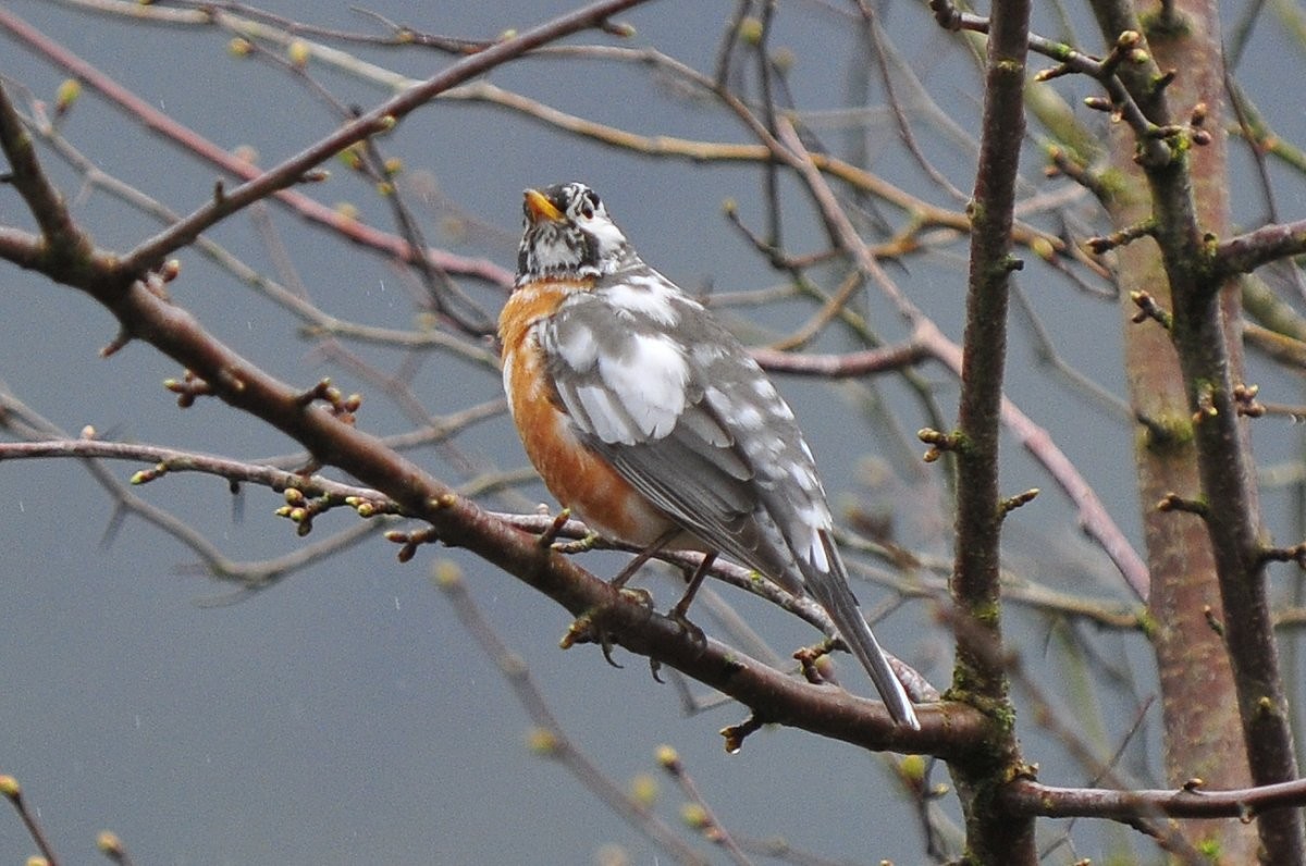 American Robin - ML638740556