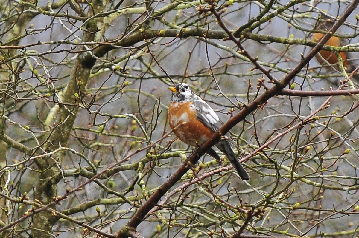 American Robin - ML638740557