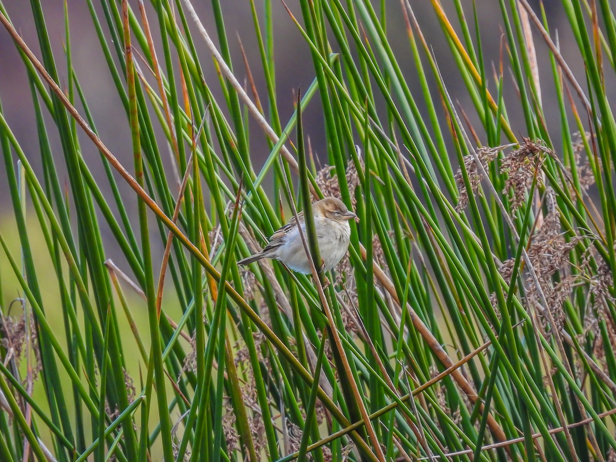 House Sparrow - ML638740558