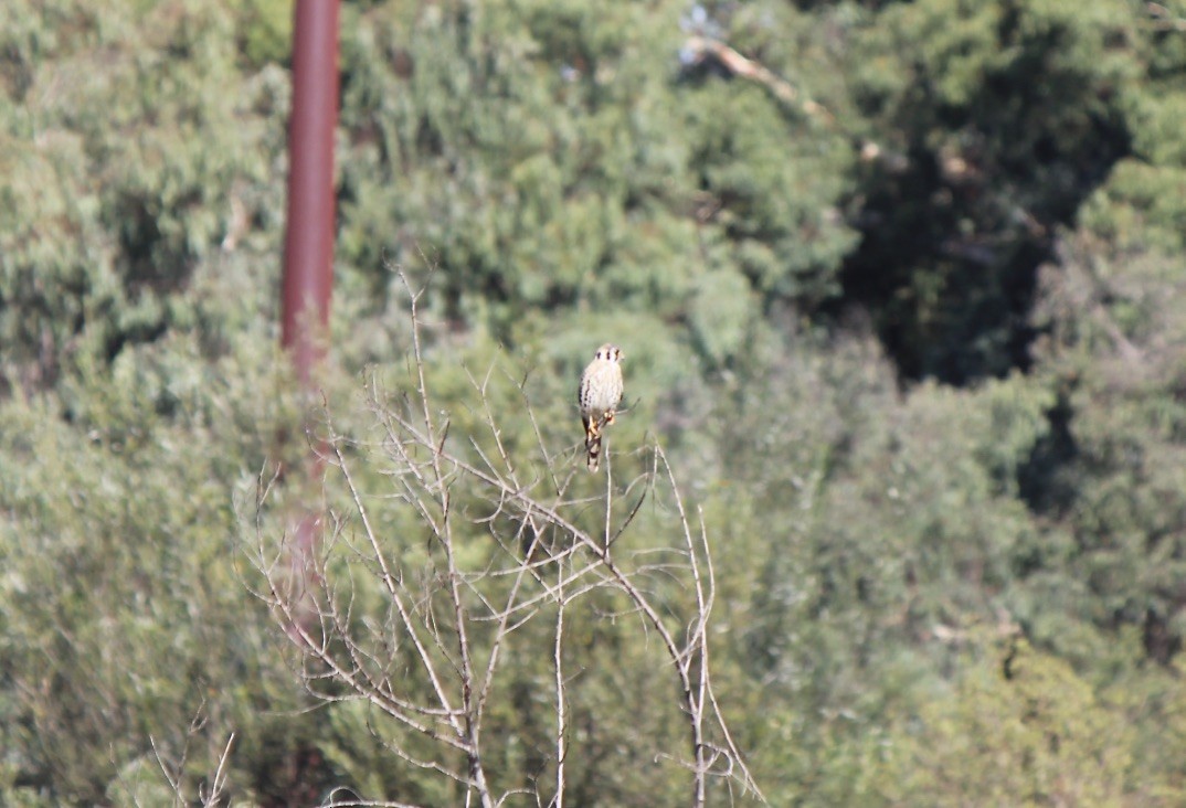 American Kestrel - ML638740562