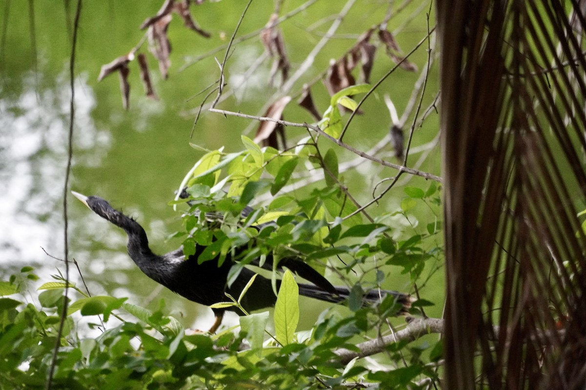Anhinga - ML638740563