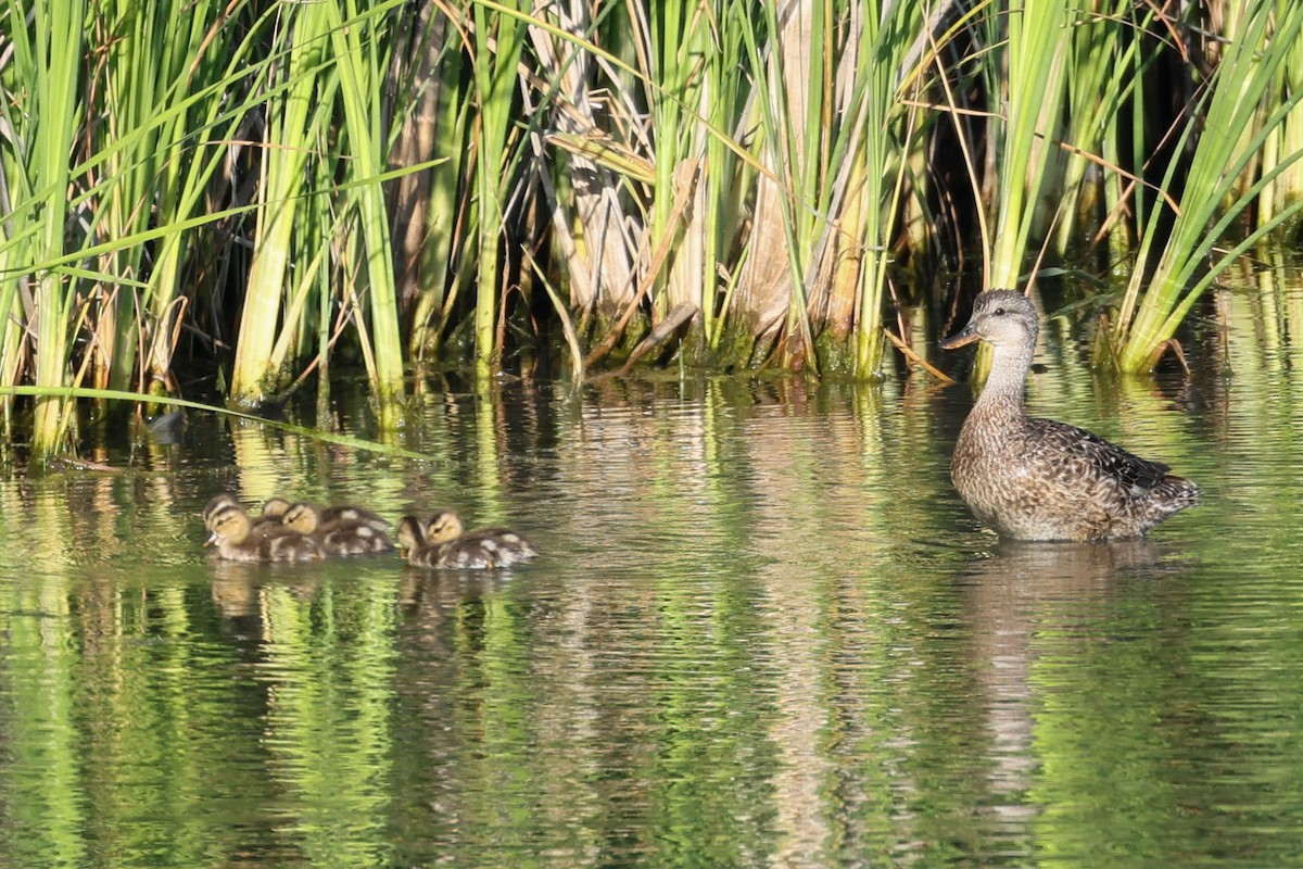 Gadwall - ML638740564