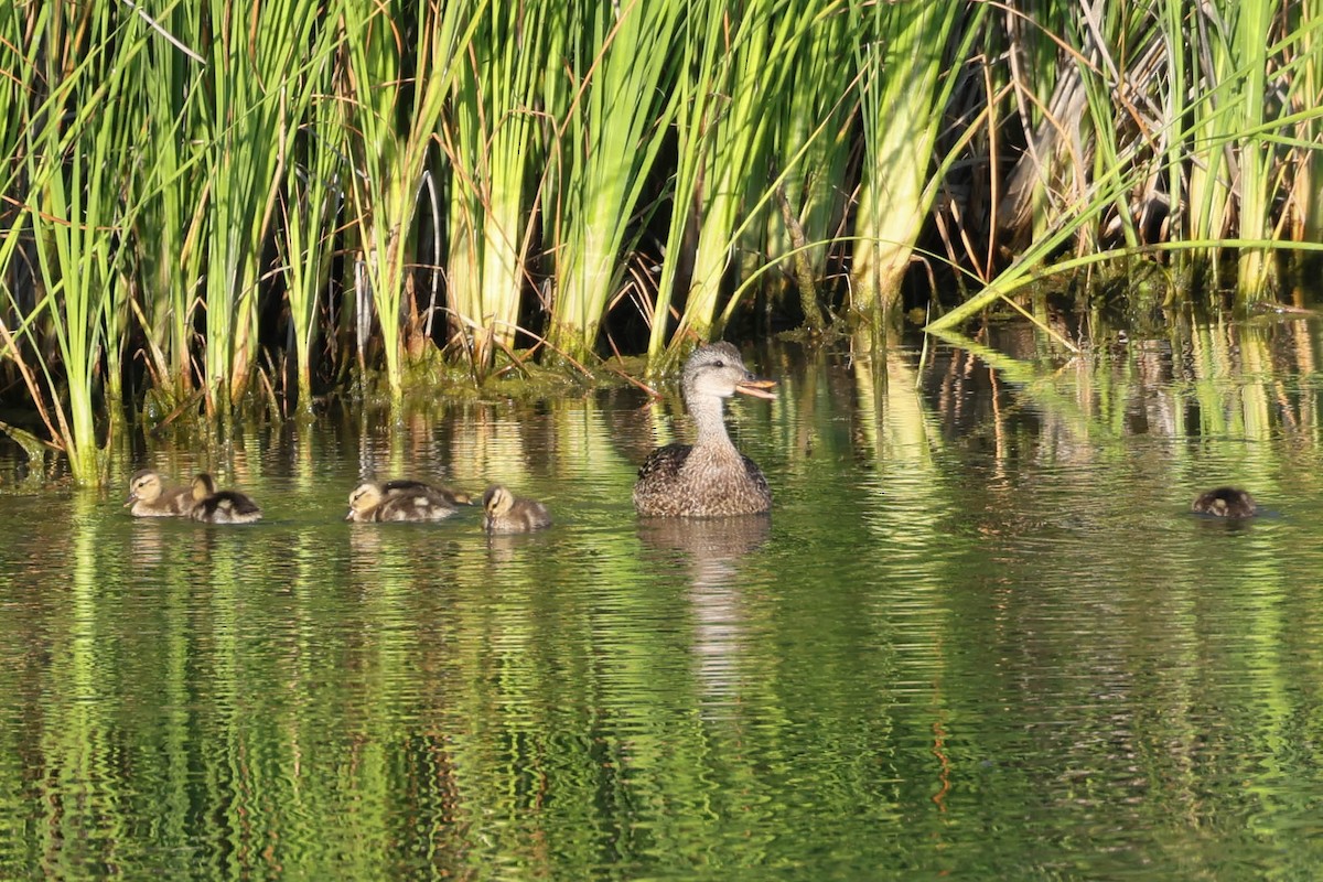 Gadwall - ML638740565