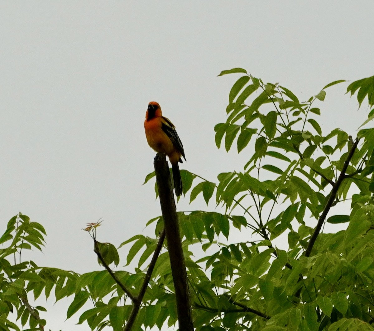 Streak-backed Oriole - ML638740566