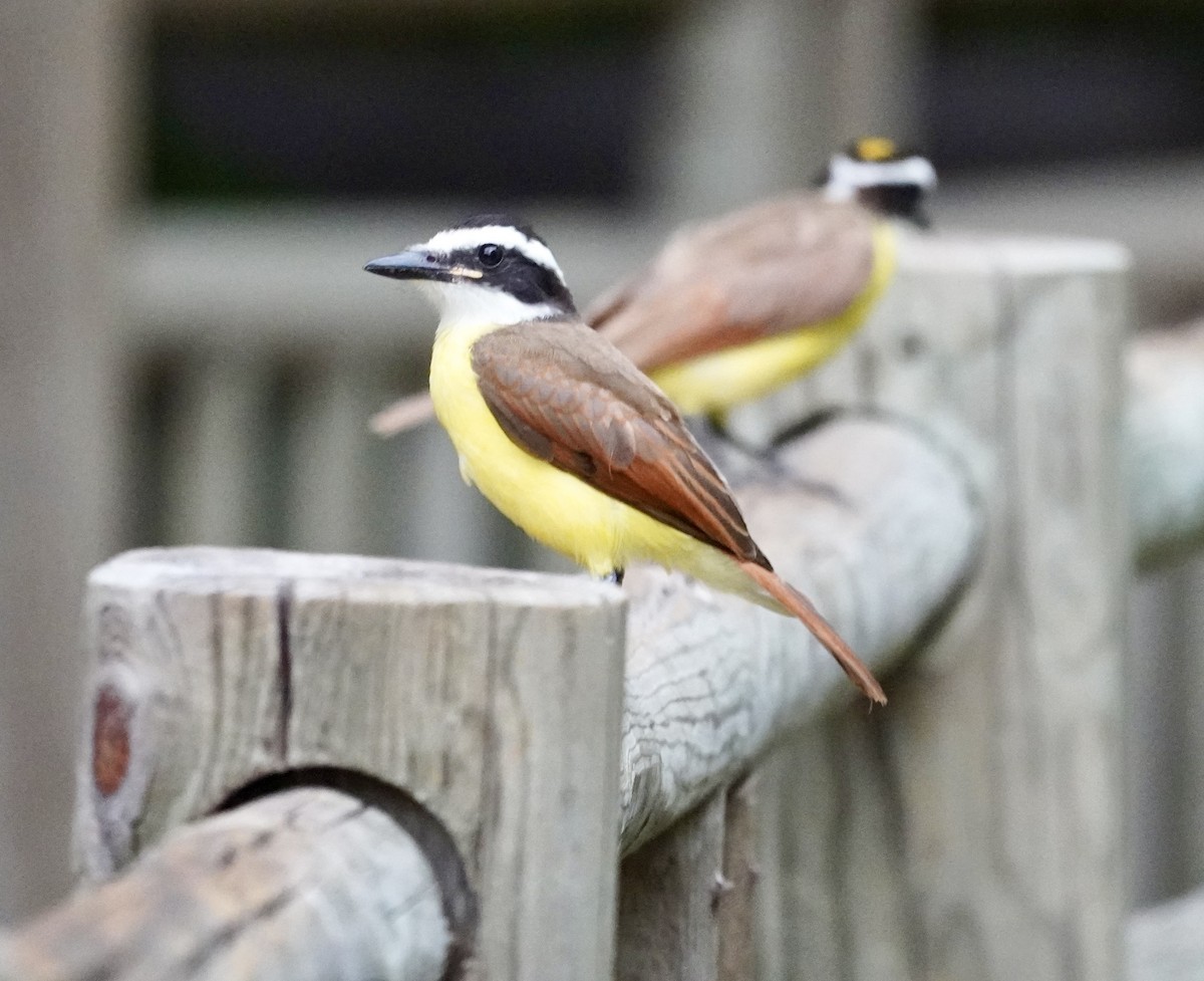 Great Kiskadee - ML638740567