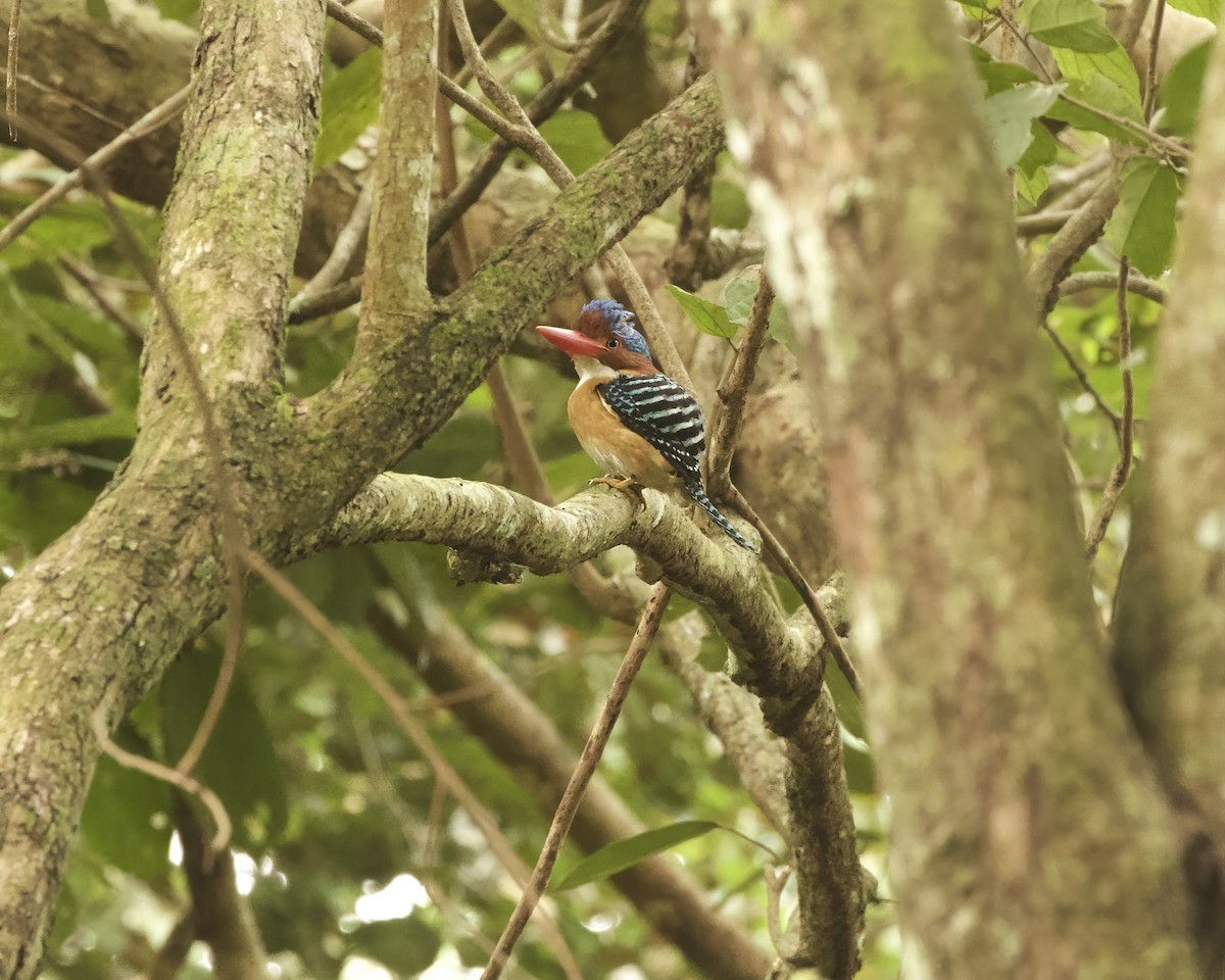 Banded Kingfisher - ML638740569