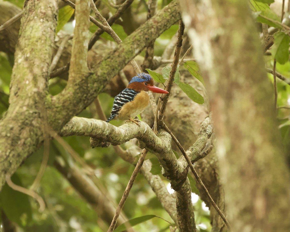 Banded Kingfisher - ML638740570